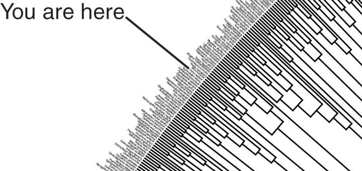 tree-magnified-720x340